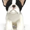 Bearington Oliver Plush French Bulldog Stuffed Animal, 13 Inch -Wild Republic Store GUEST 5112a882 830c 484f 8536 4d3a12a1afb1
