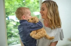 Bearington Collection Lil' Doodles Small Plush Labradoodle Stuffed Animal Puppy Dog, 6.5" -Wild Republic Store GUEST 7300a9e9 871b 4cc3 99ff 76e572b7092d